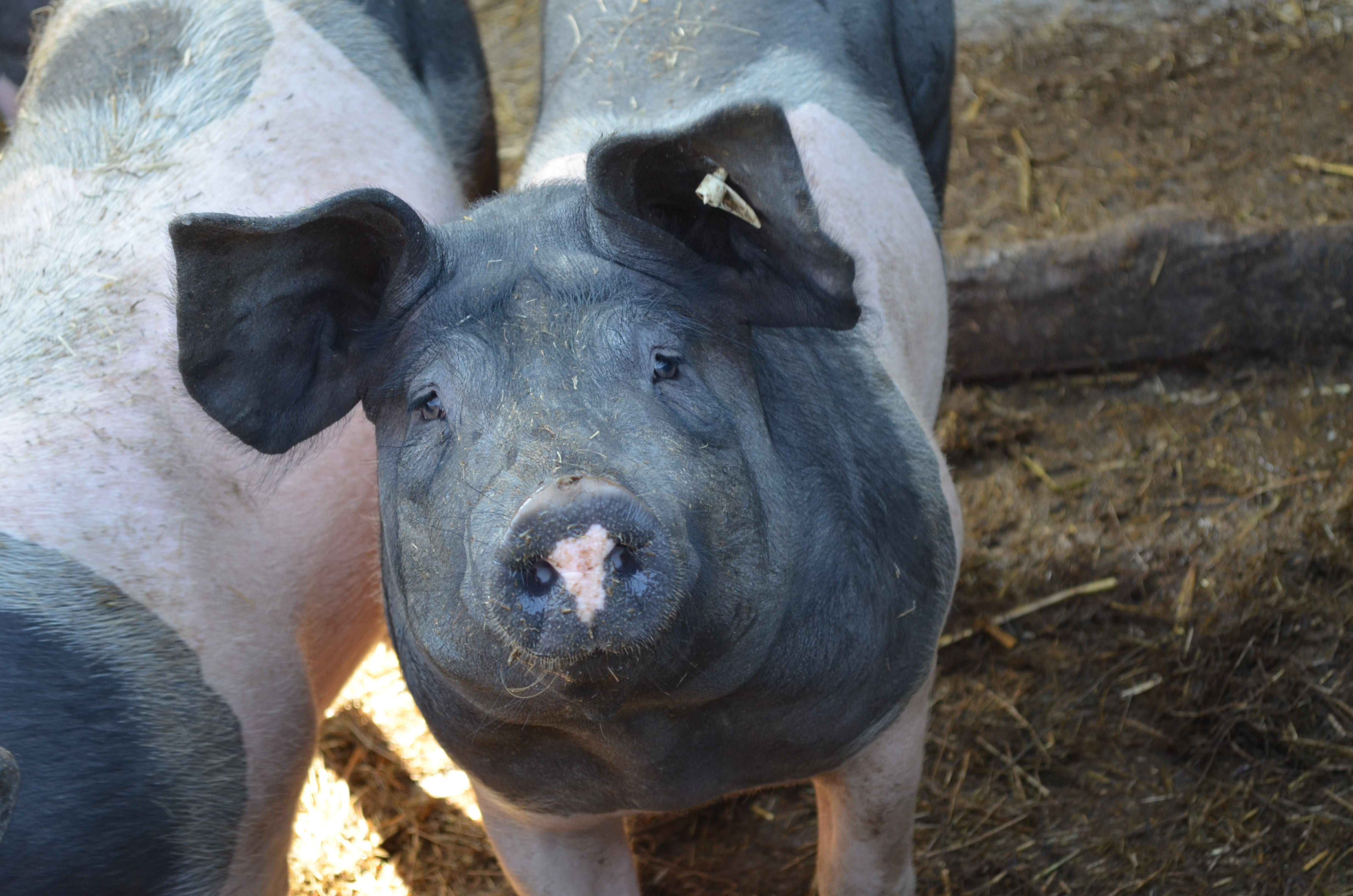 Schwein bioladen - biokiste