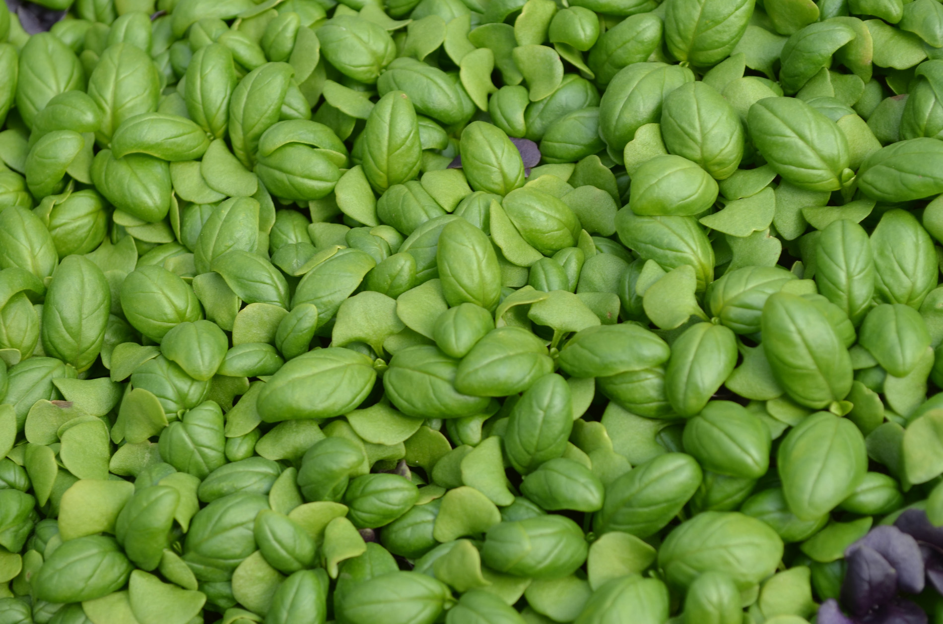 biosalat