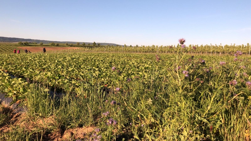 Bio Bioland Biologisch Erdbeeren