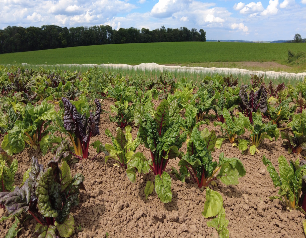 Wino Bio deine Biokiste regional unterwegs Biogärtnerei Landes