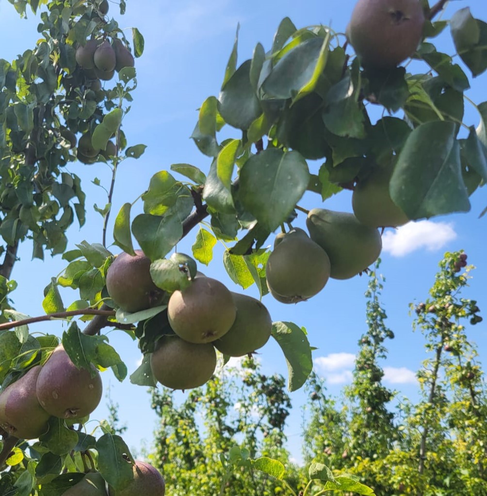 Wino Bio Biokistenlieferant Brackenheim Stuttgarter Geißhirtle Birnen 2024