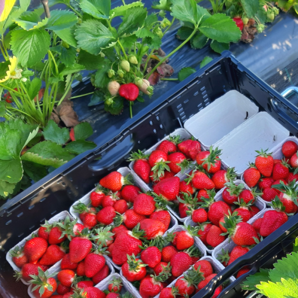 Erdbeeren Biologisch Bioland Erdbeer Brackenheim Regional